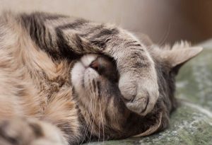 Cat's Digestive Health