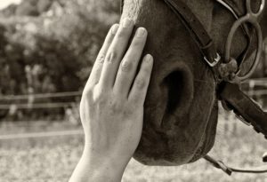 Horse Therapy