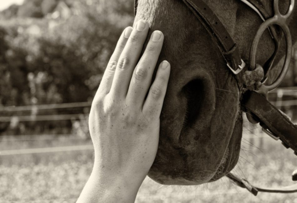 Horse Therapy