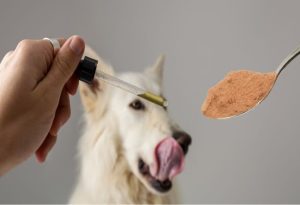 Powdered Mushroom Supplements