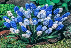 Hyacinths