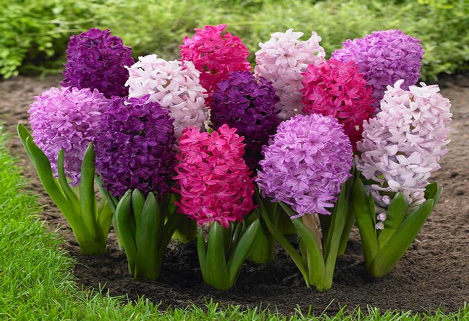 Hyacinths