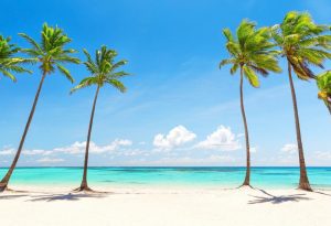 Palm Trees