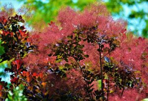 Smoke Tree