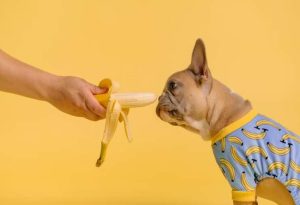 Dog Taste Buds
