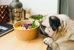 Dog Eat