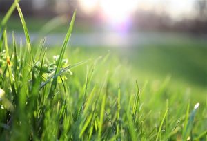 Lawn Pests