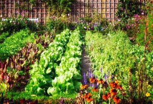 Garden Nurseries