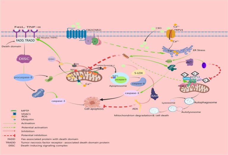 The Role of CBDA and CBGA in Reducing Inflammation and Swelling ...