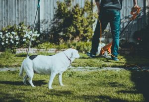 Lazy Lawn