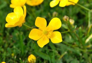 Buttercup Flower