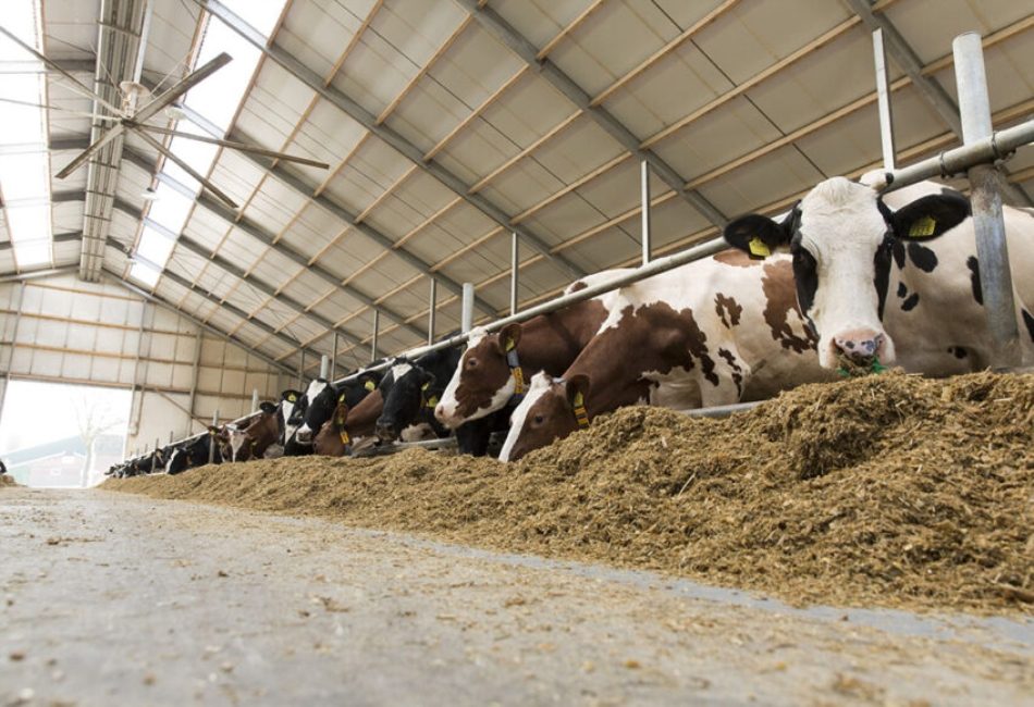 Precision Feeding for Livestock
