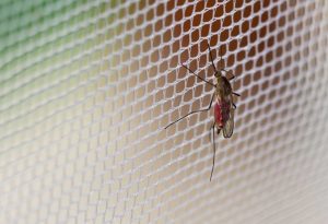 Malaria