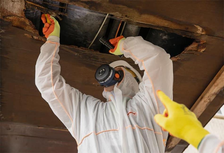 Asbestos Survey