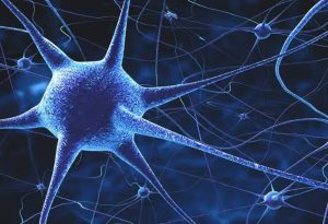 Nervous System