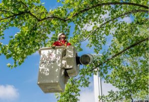 Tree Service