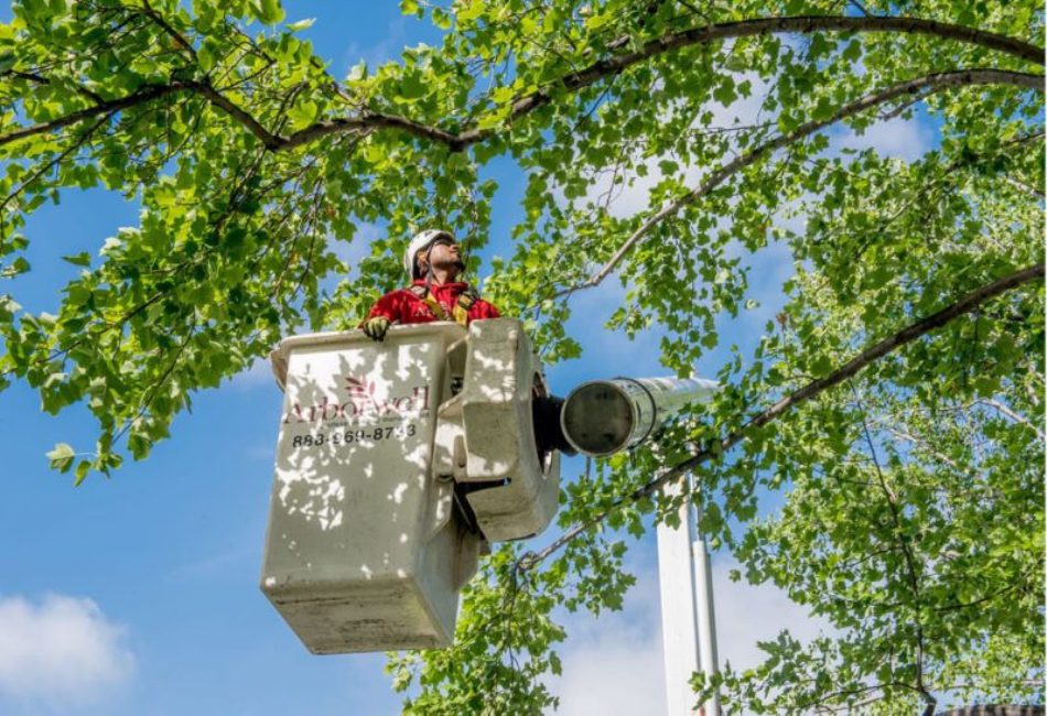 Tree Service