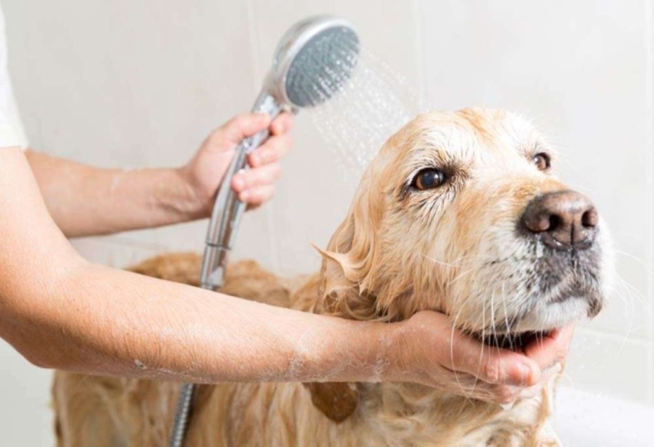 Dog Washing