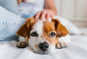 Pet Owners