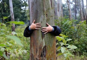 Forest Management