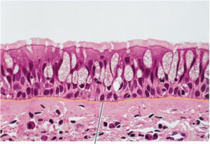 Histopathology Project