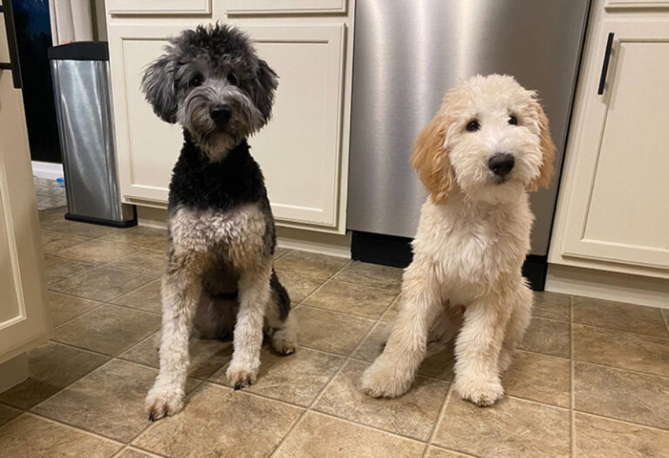 Whoodle Puppies