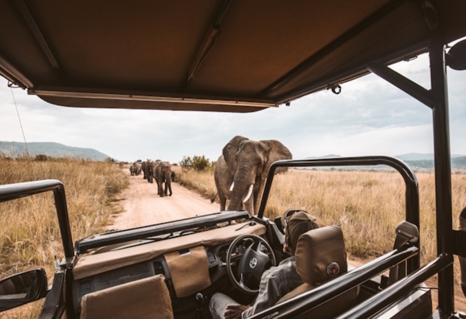 East African Safari