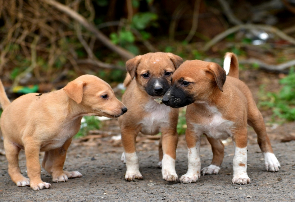 Support Pets