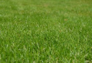 Grass Grow