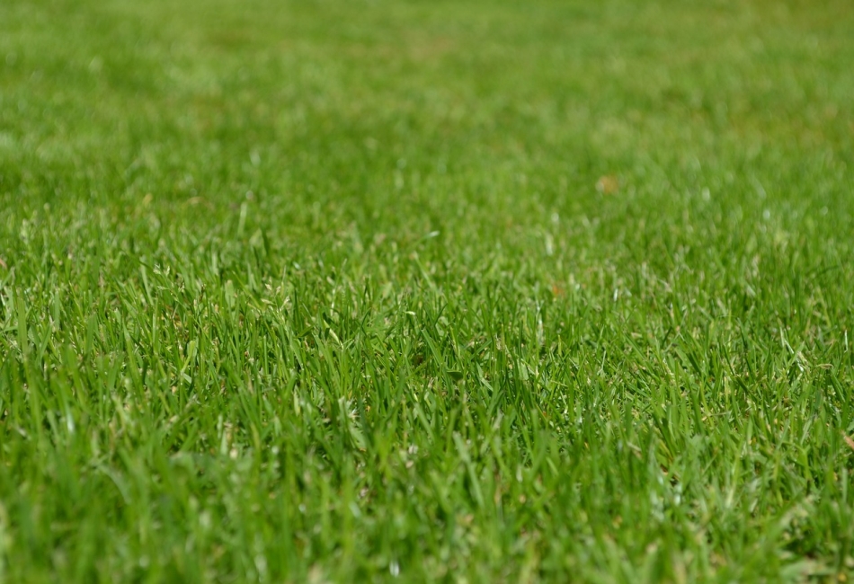 Grass Grow