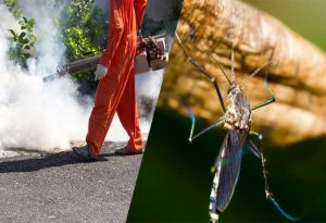 Mosquito Control Services