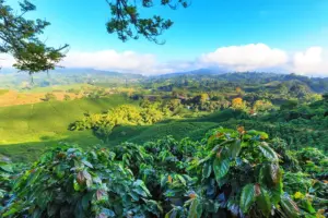 Colombia's Coffee Farms